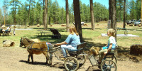 Pinetop Lakes Activity Center Carriage Rides