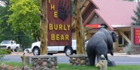 The Burly Bear